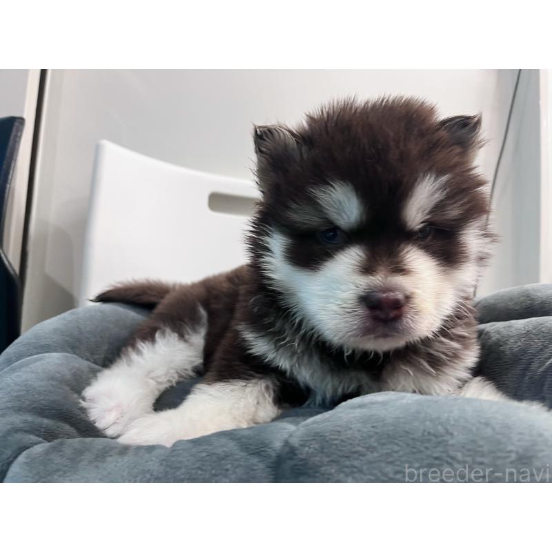 販売中の東京都のアラスカンマラミュート-444551の2枚目