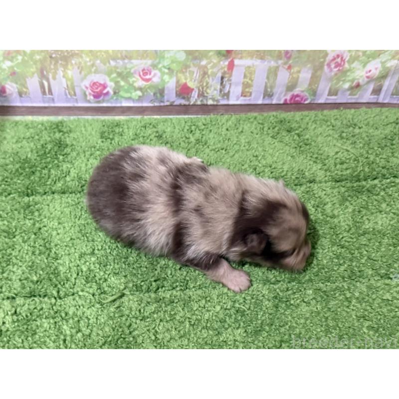 販売中の埼玉県のポメラニアン-444553の3枚目