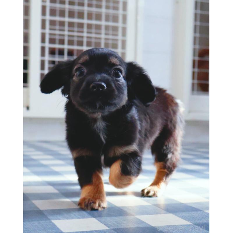 販売中の神奈川県のチワックス:チワワ×ミニチュアダックスフンド-440194の12枚目