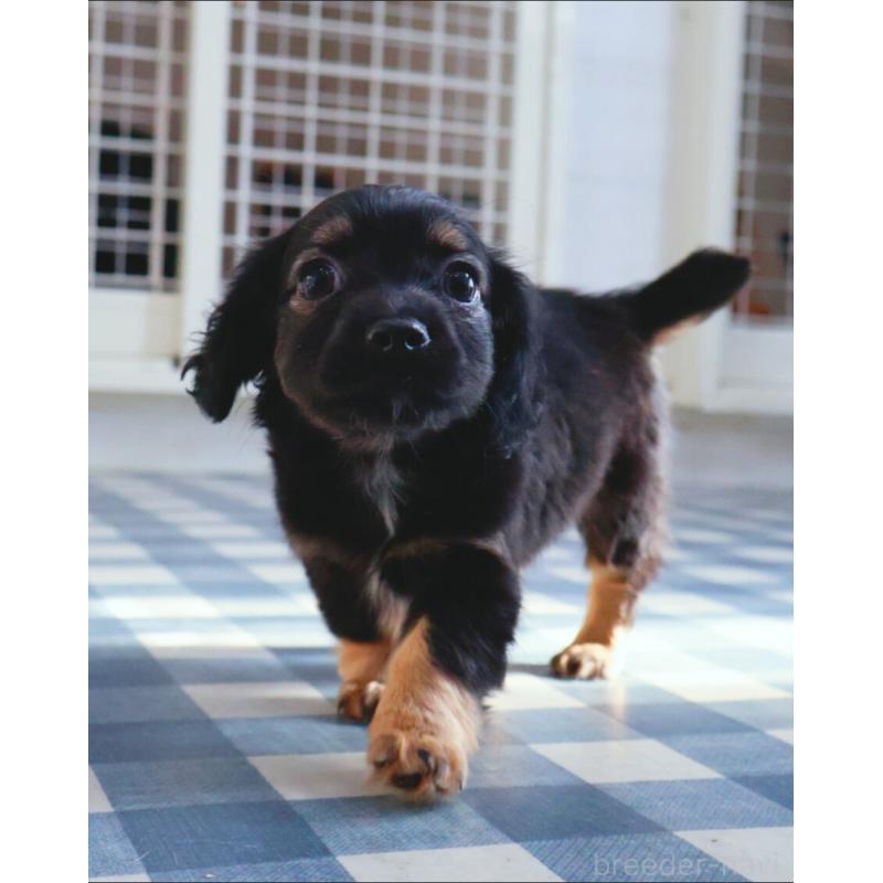 販売中の神奈川県のチワックス:チワワ×ミニチュアダックスフンド-440194の11枚目