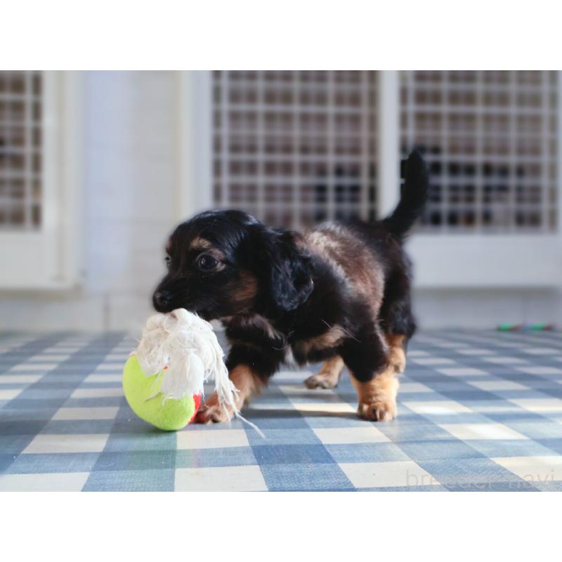 販売中の神奈川県のチワックス:チワワ×ミニチュアダックスフンド-440194の10枚目