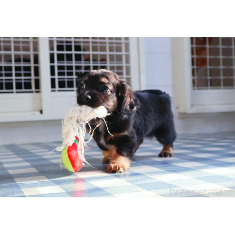 販売中の神奈川県のチワックス:チワワ×ミニチュアダックスフンド-440194の9枚目