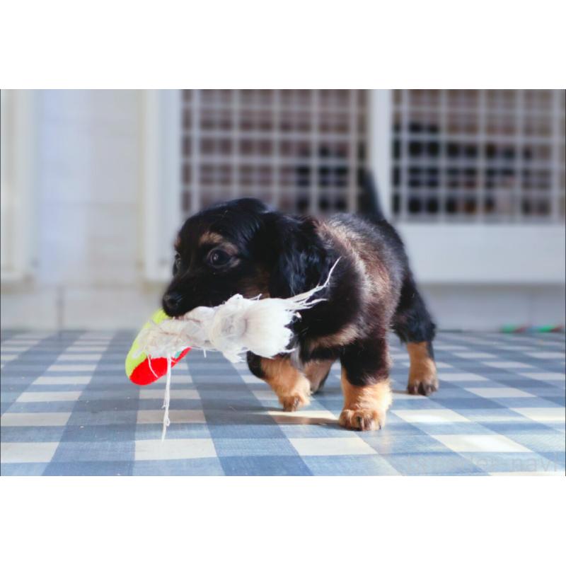 販売中の神奈川県のチワックス:チワワ×ミニチュアダックスフンド-440194の8枚目