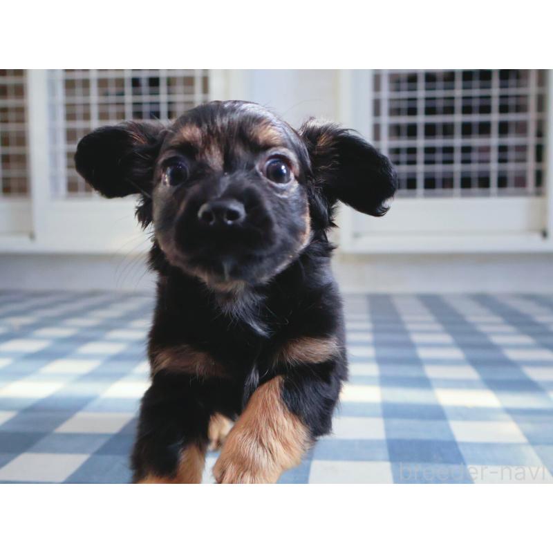 販売中の神奈川県のチワックス:チワワ×ミニチュアダックスフンド-440194の7枚目