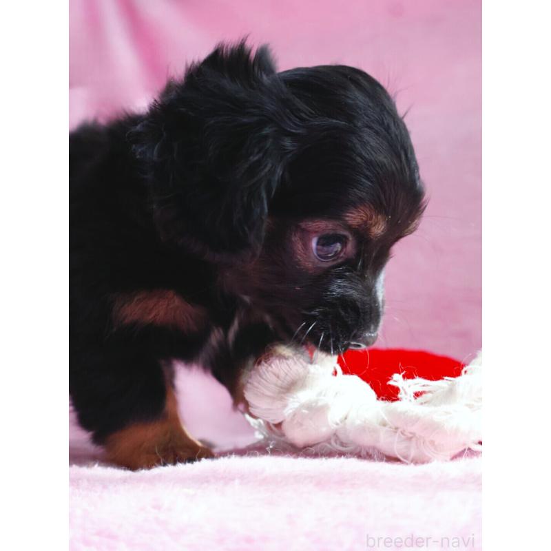 販売中の神奈川県のチワックス:チワワ×ミニチュアダックスフンド-440194の6枚目