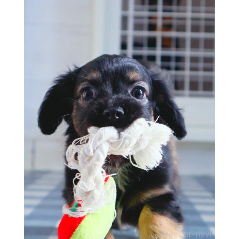 販売中の神奈川県のチワックス:チワワ×ミニチュアダックスフンド-440194の4枚目