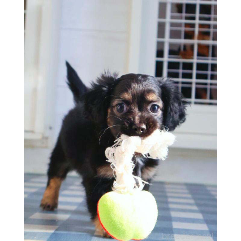 販売中の神奈川県のチワックス:チワワ×ミニチュアダックスフンド-440194の3枚目