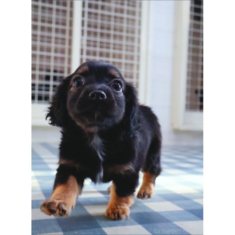 販売中の神奈川県のチワックス:チワワ×ミニチュアダックスフンド-440194の2枚目