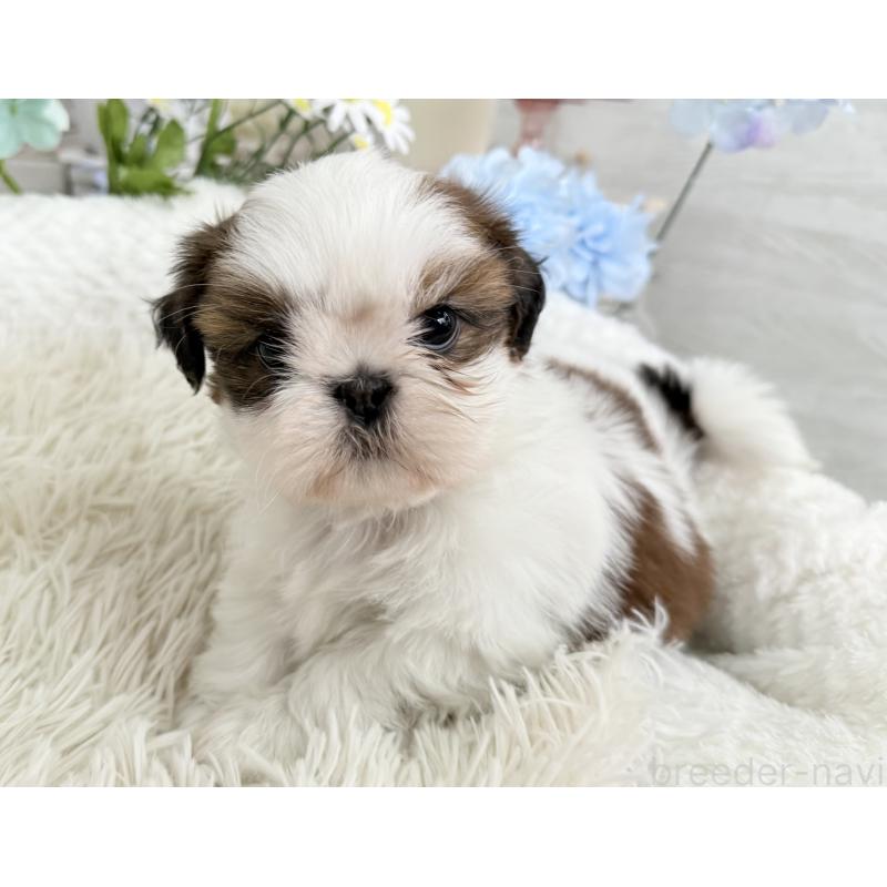 販売中の京都府のシーズー-441727