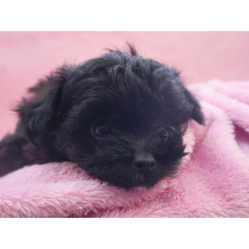 販売中の神奈川県のチワプー:チワワ×トイプードル-440195の10枚目