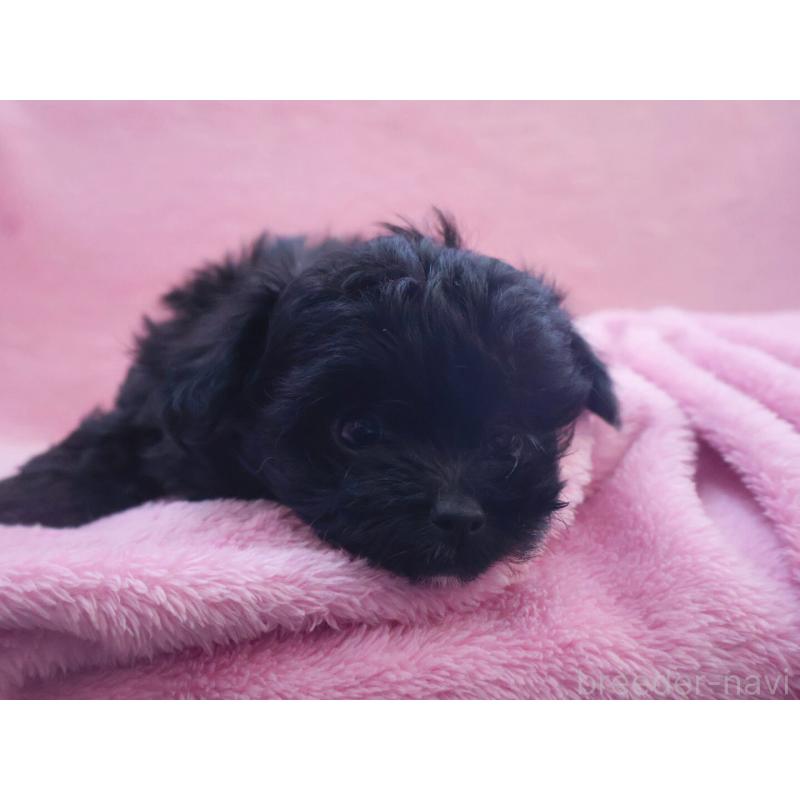 販売中の神奈川県のチワプー:チワワ×トイプードル-440195の9枚目