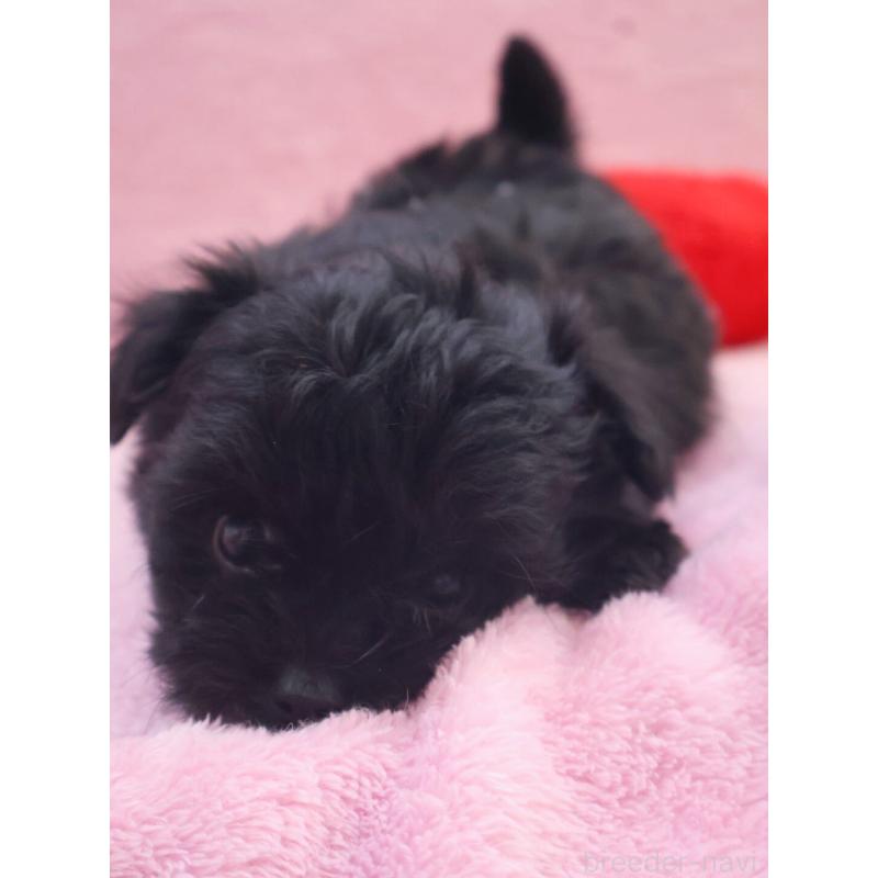 販売中の神奈川県のチワプー:チワワ×トイプードル-440195の8枚目