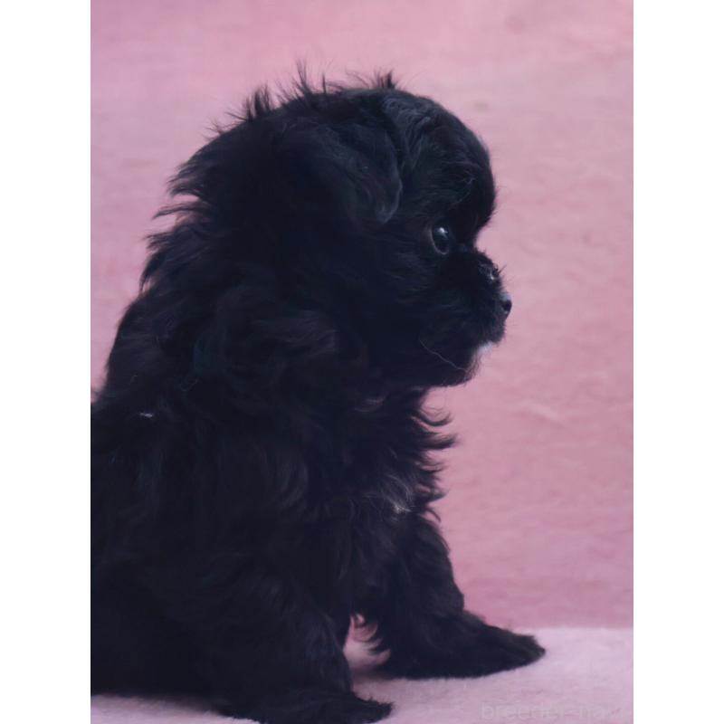 販売中の神奈川県のチワプー:チワワ×トイプードル-440195の7枚目