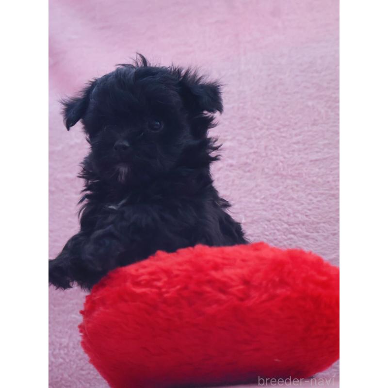 販売中の神奈川県のチワプー:チワワ×トイプードル-440195の6枚目