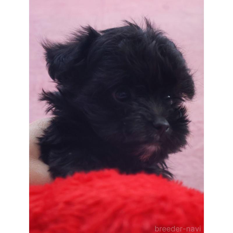 販売中の神奈川県のチワプー:チワワ×トイプードル-440195の5枚目