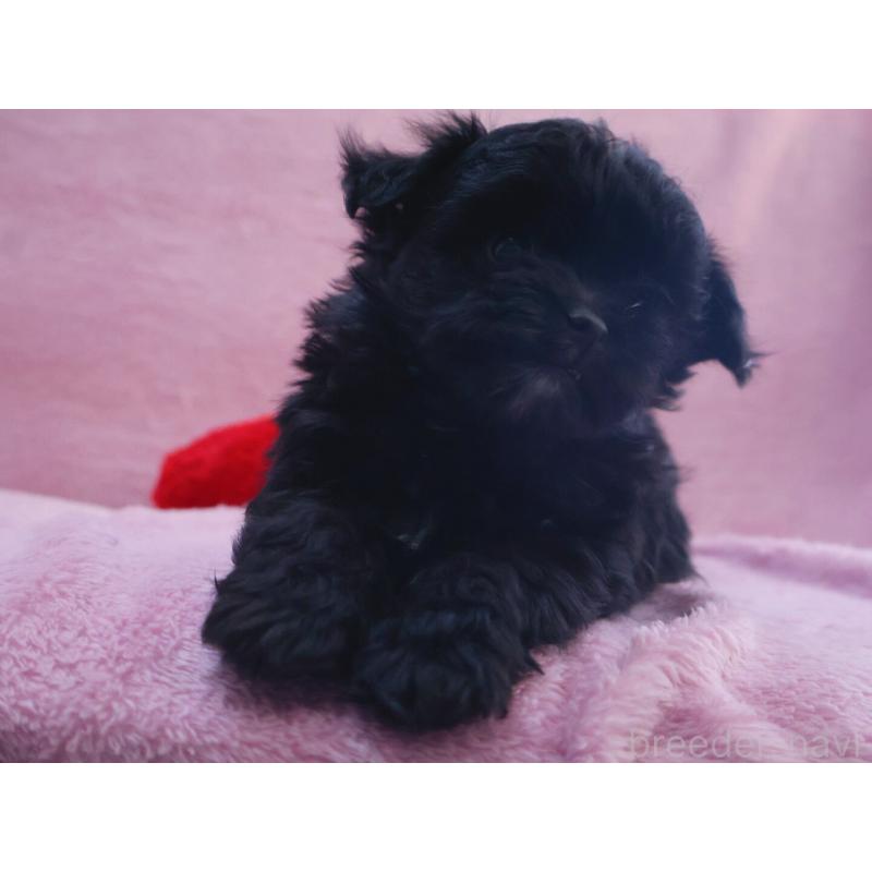 販売中の神奈川県のチワプー:チワワ×トイプードル-440195の4枚目