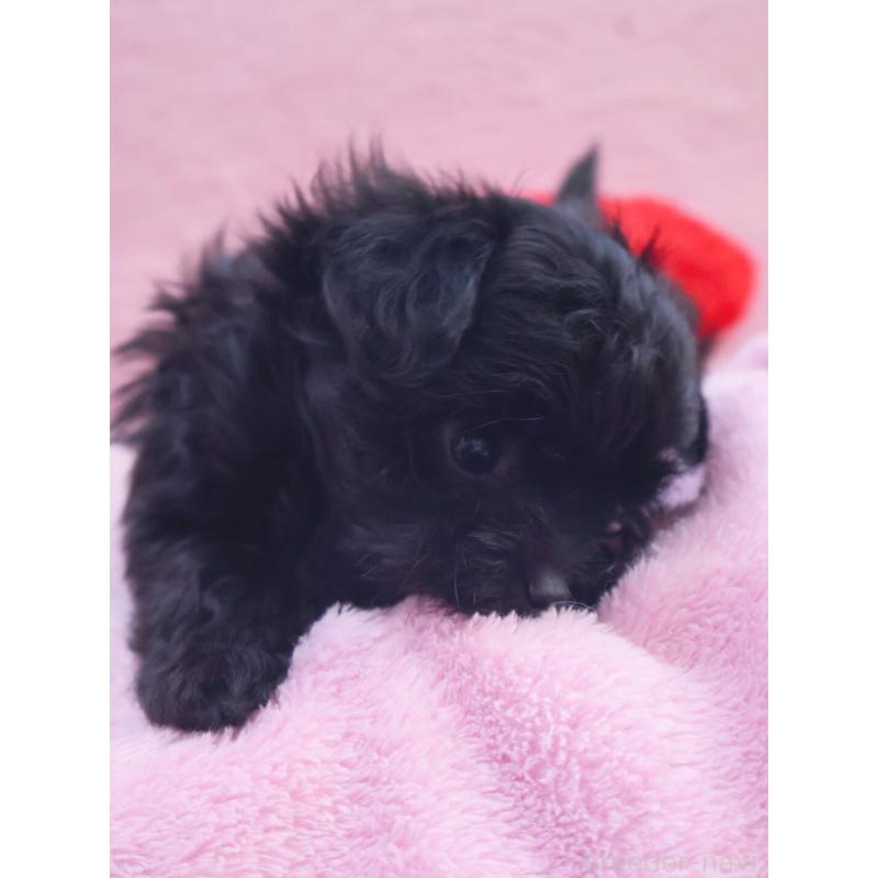 販売中の神奈川県のチワプー:チワワ×トイプードル-440195の3枚目