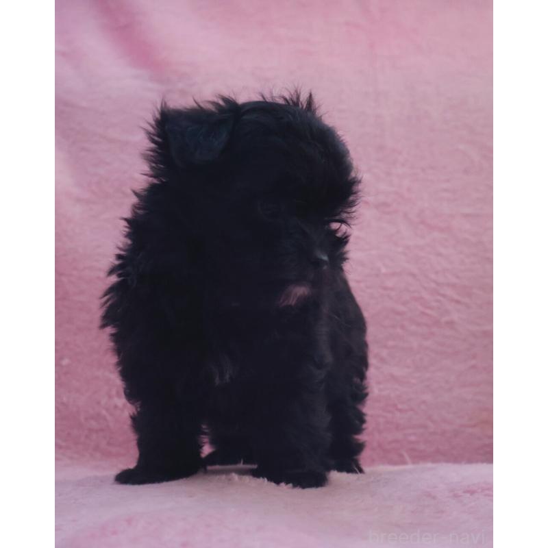 販売中の神奈川県のチワプー:チワワ×トイプードル-440195の2枚目