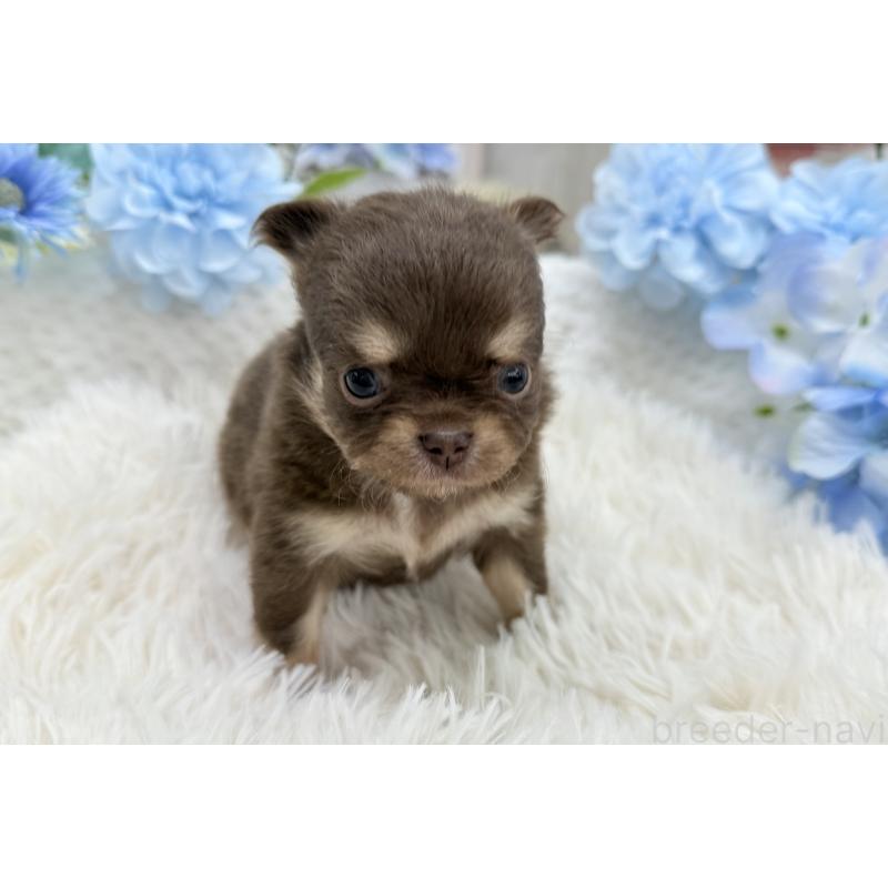 販売中の京都府のチワワ(ロングコート)-444556の7枚目