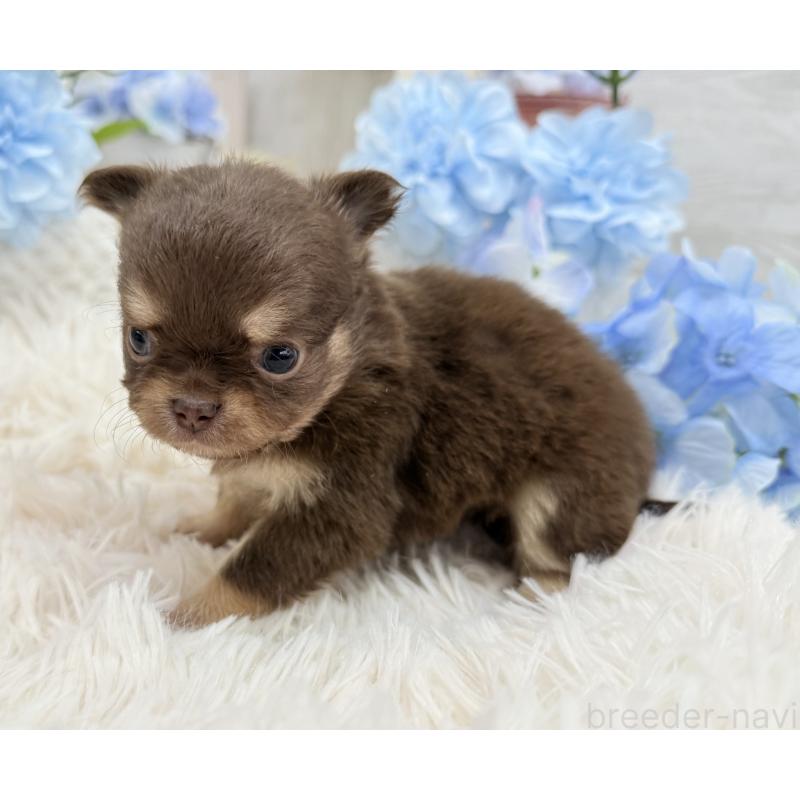 販売中の京都府のチワワ(ロングコート)-444556の6枚目