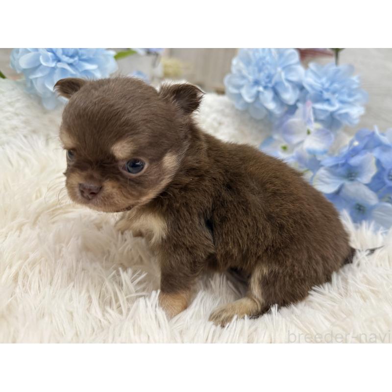 販売中の京都府のチワワ(ロングコート)-444556の5枚目