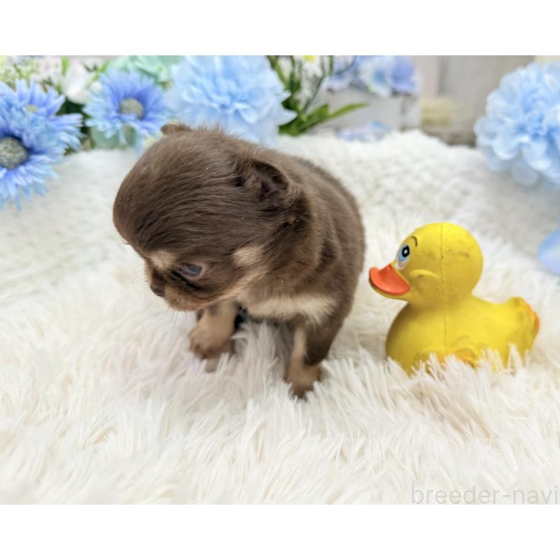 販売中の京都府のチワワ(ロングコート)-444556の4枚目