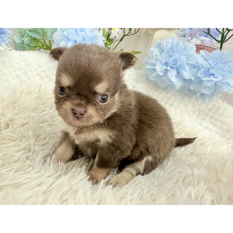 販売中の京都府のチワワ(ロングコート)-444556の3枚目