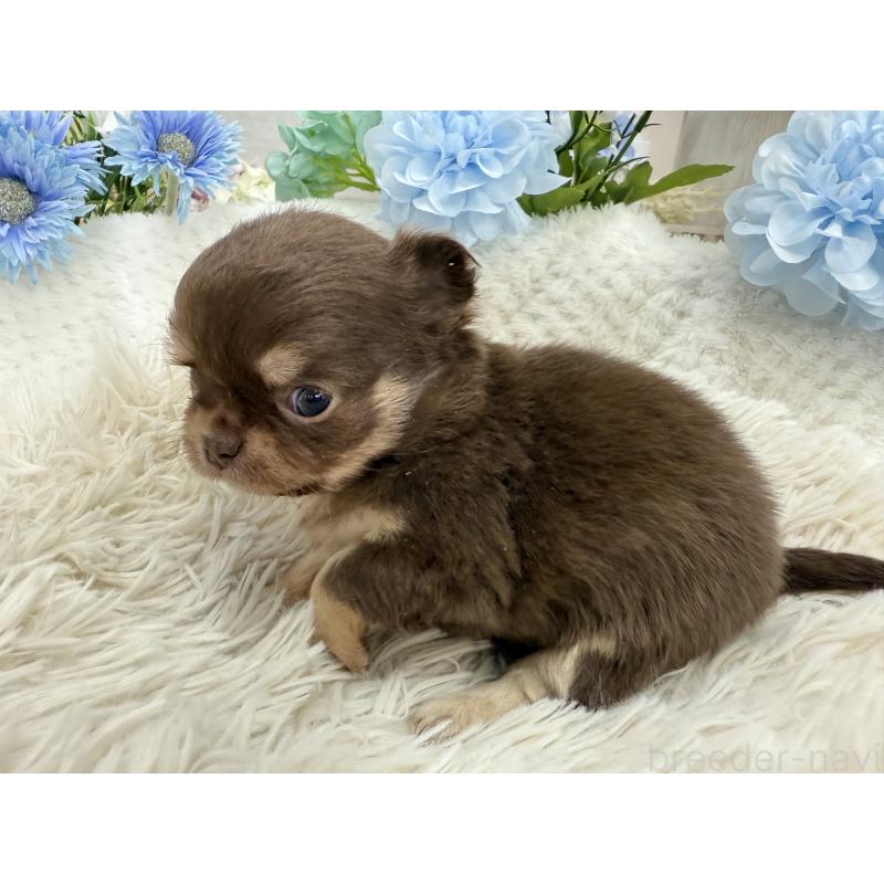 販売中の京都府のチワワ(ロングコート)-444556の2枚目