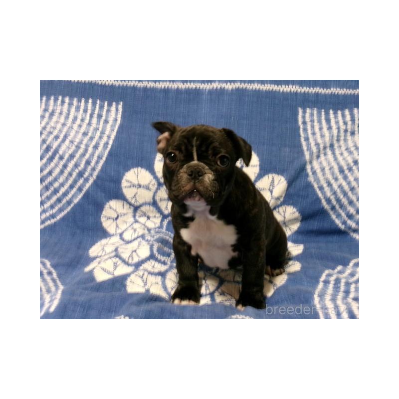 販売中の佐賀県のフレンチブルドッグ-434270