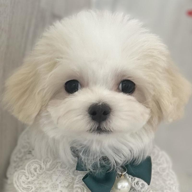 販売中の愛知県のマルチーズ-438189