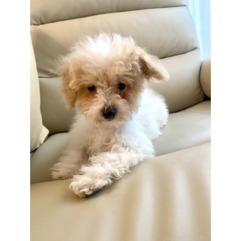 販売中の東京都のビションプー:ビションフリーゼ×トイプードル-430970の22枚目