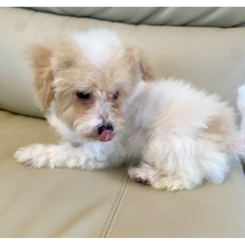 販売中の東京都のビションプー:ビションフリーゼ×トイプードル-430970の21枚目