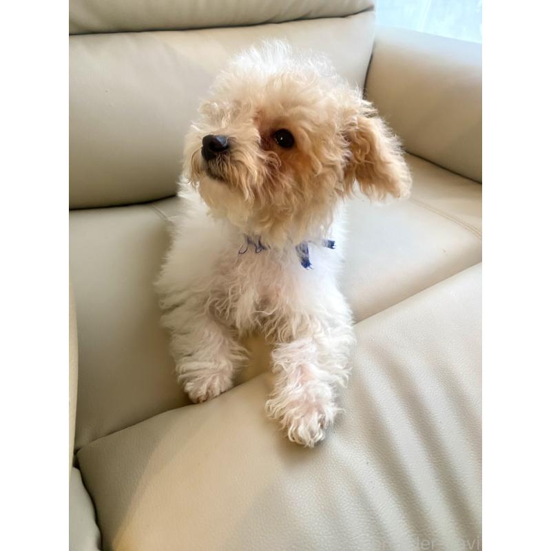 販売中の東京都のビションプー:ビションフリーゼ×トイプードル-430970の20枚目