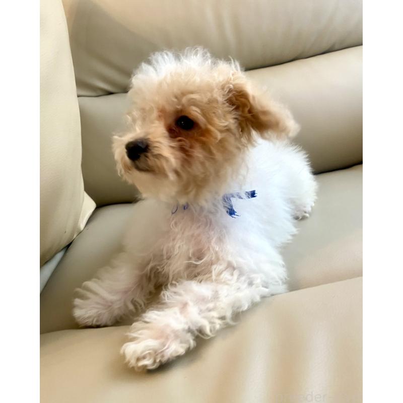 販売中の東京都のビションプー:ビションフリーゼ×トイプードル-430970の19枚目