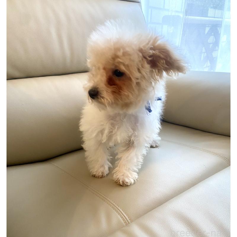 販売中の東京都のビションプー:ビションフリーゼ×トイプードル-430970の17枚目