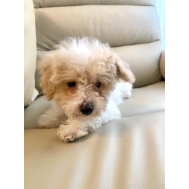 販売中の東京都のビションプー:ビションフリーゼ×トイプードル-430970の16枚目