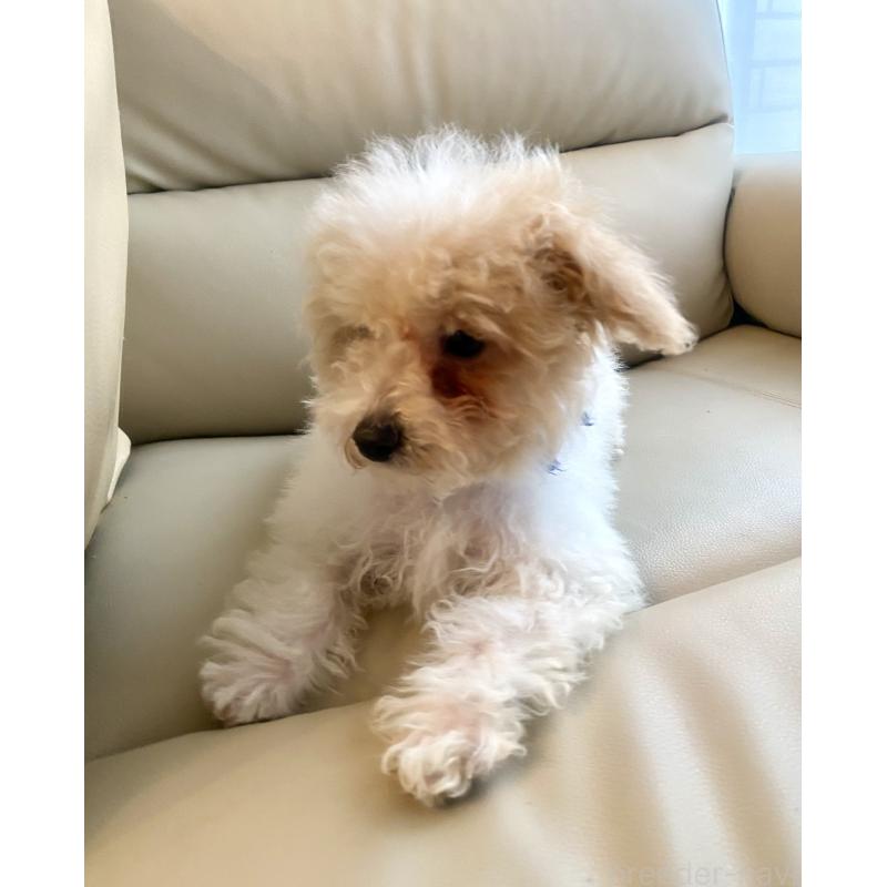 販売中の東京都のビションプー:ビションフリーゼ×トイプードル-430970の15枚目