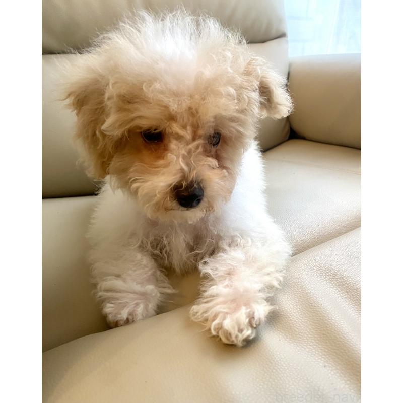 販売中の東京都のビションプー:ビションフリーゼ×トイプードル-430970の14枚目