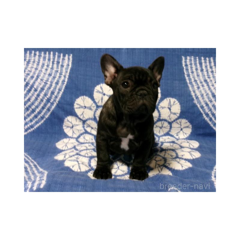 販売中の佐賀県のフレンチブルドッグ-434098
