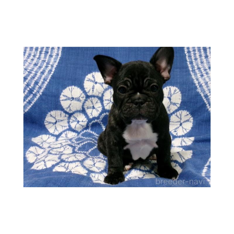 販売中の佐賀県のフレンチブルドッグ-444557