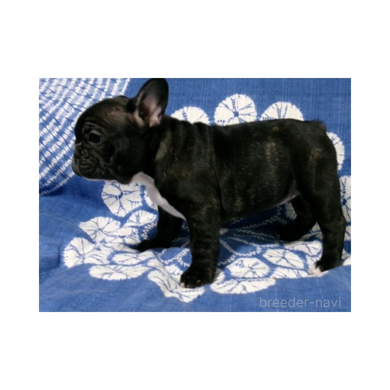 販売中の佐賀県のフレンチブルドッグ-444557の3枚目