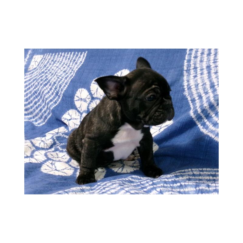 販売中の佐賀県のフレンチブルドッグ-444557の2枚目