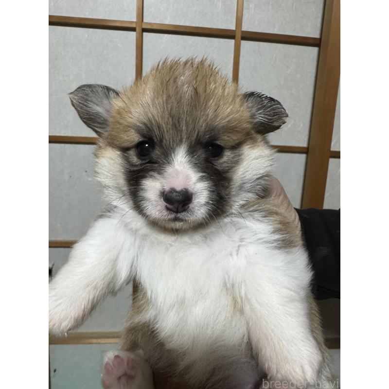 販売中の奈良県のウェルシュコーギーペンブローク-438031の4枚目