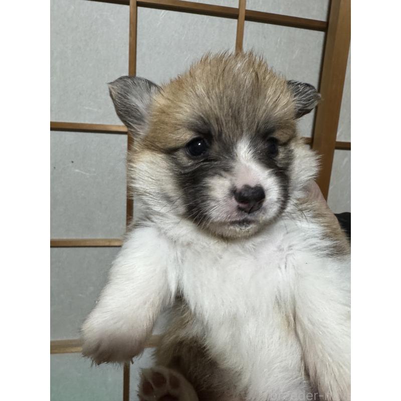 販売中の奈良県のウェルシュコーギーペンブローク-438031の3枚目