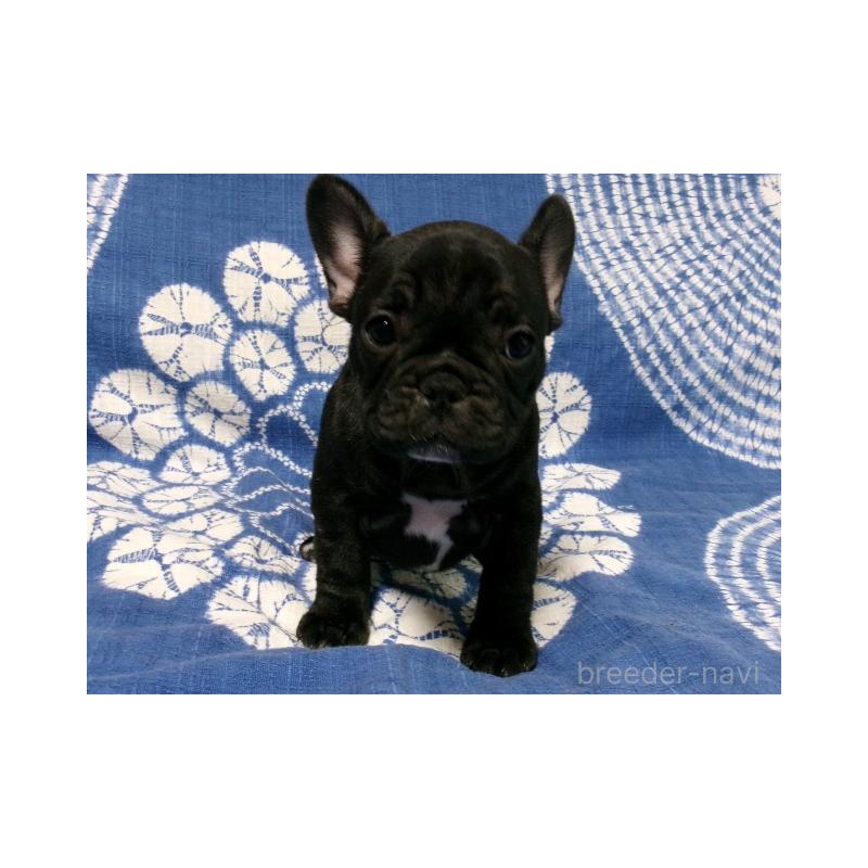販売中の佐賀県のフレンチブルドッグ-444558