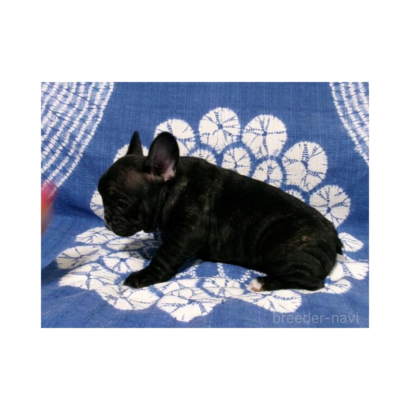 販売中の佐賀県のフレンチブルドッグ-444558の3枚目