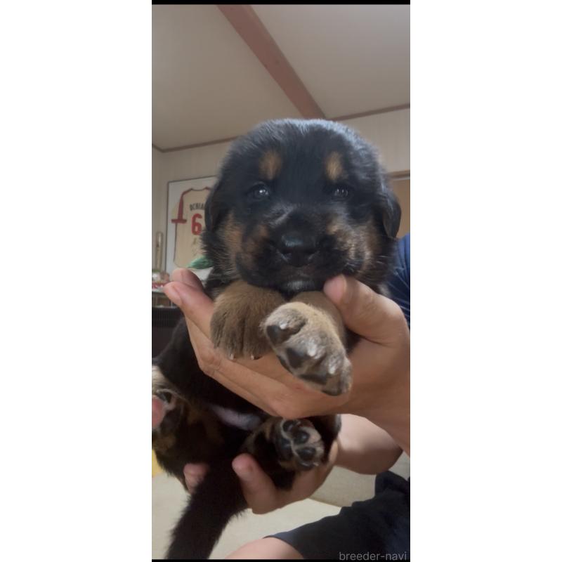 販売中の佐賀県のジャーマンシェパードドッグ-444560の5枚目