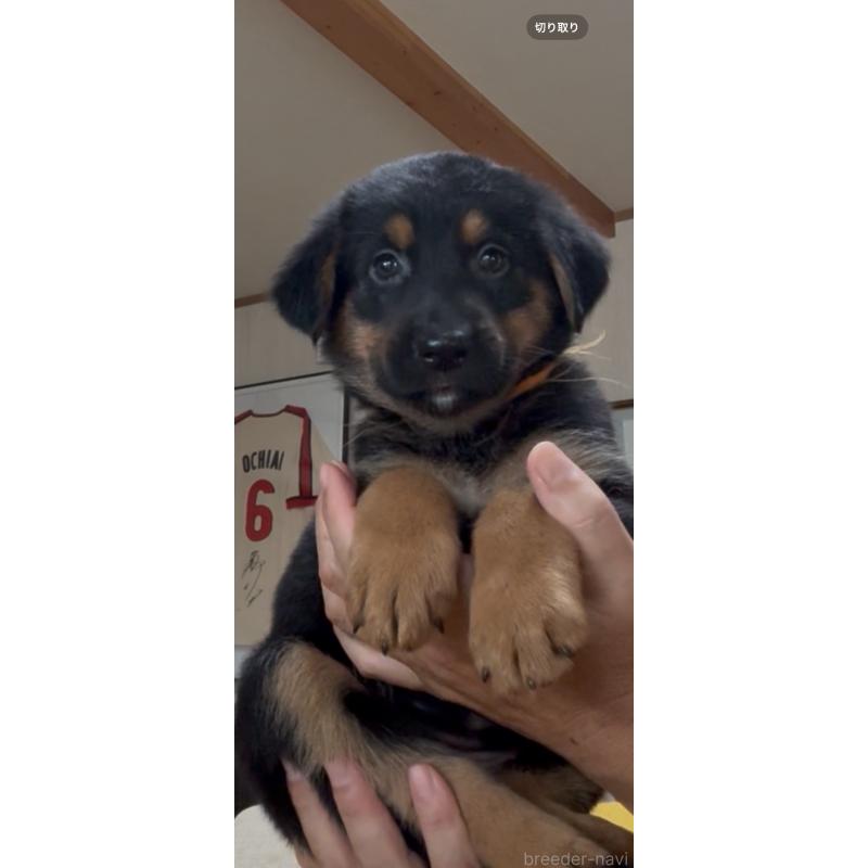 販売中の佐賀県のジャーマンシェパードドッグ-444560の2枚目