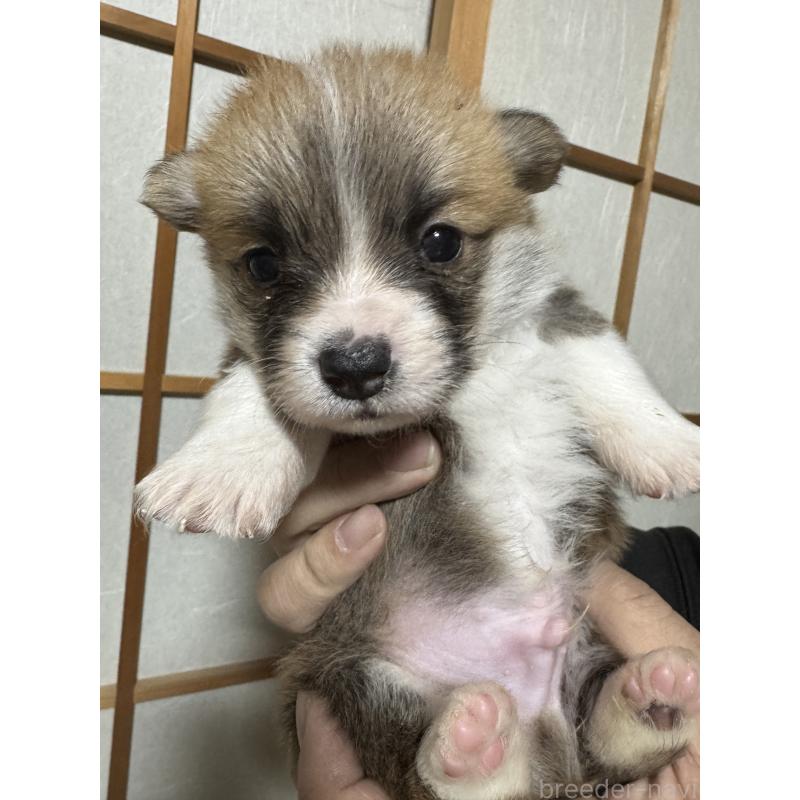 商談中の奈良県のウェルシュコーギーペンブローク-438034の3枚目