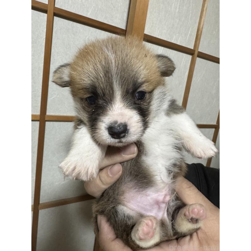 商談中の奈良県のウェルシュコーギーペンブローク-438034の2枚目